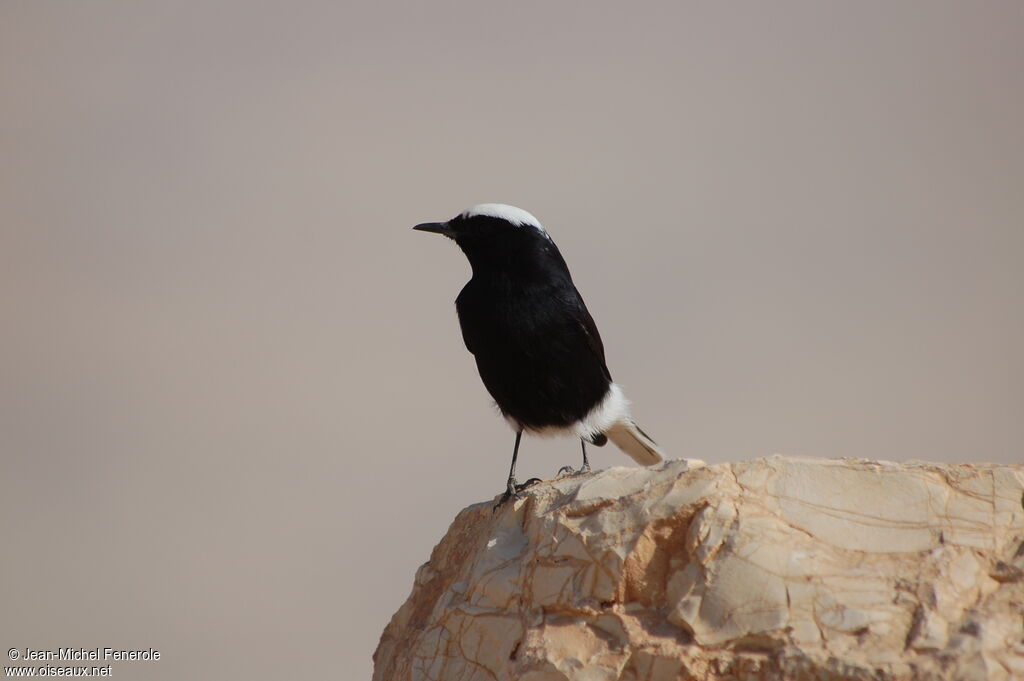 White-crowned Wheatear