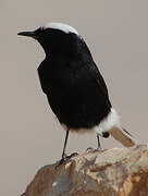 White-crowned Wheatear