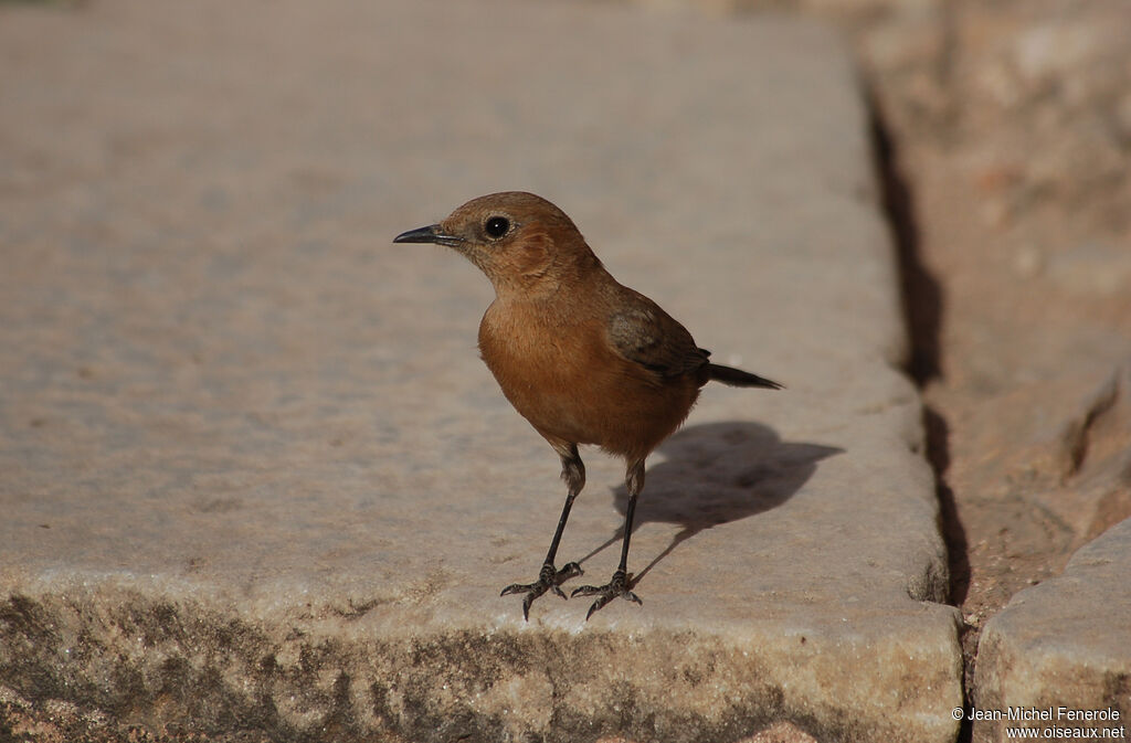 Brown Rock Chat