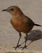 Brown Rock Chat