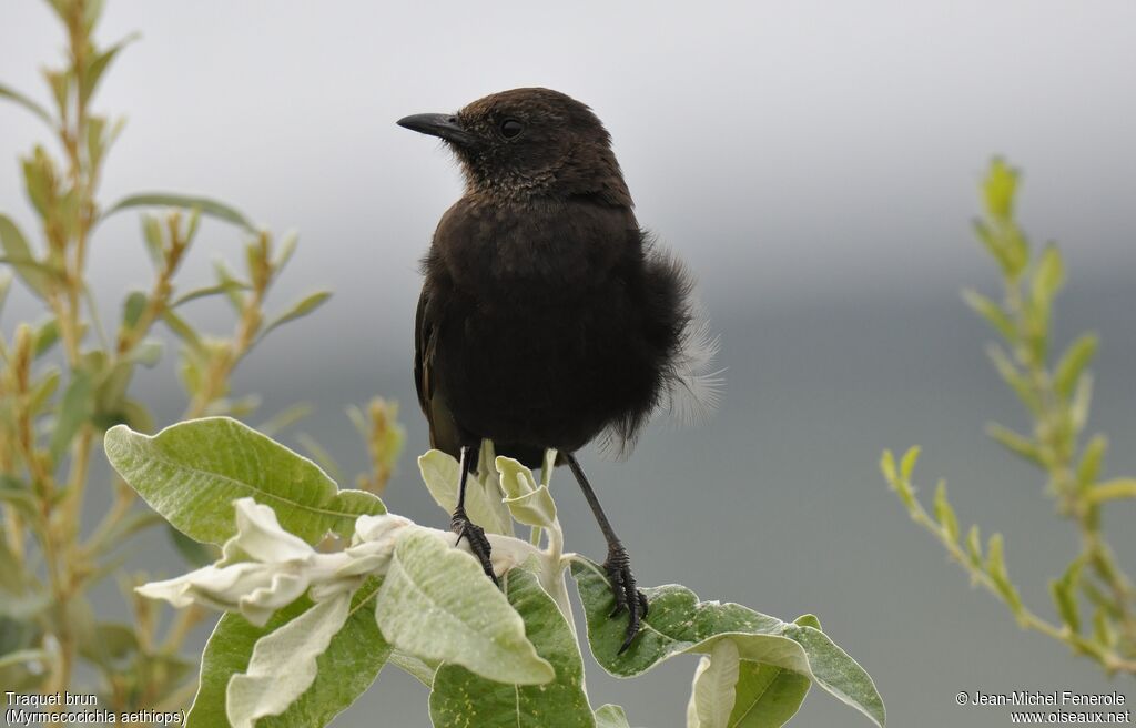 Anteater Chat