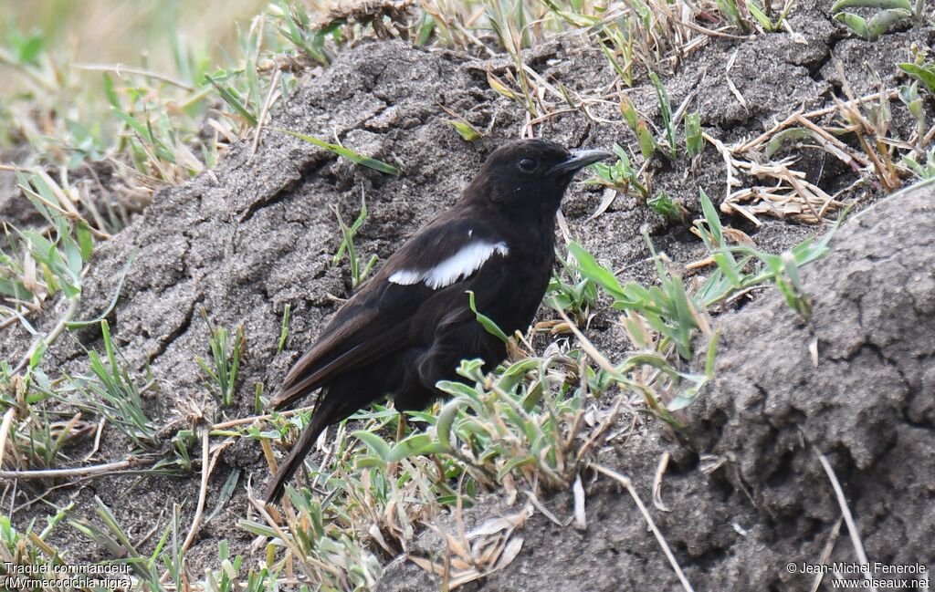 Sooty Chat