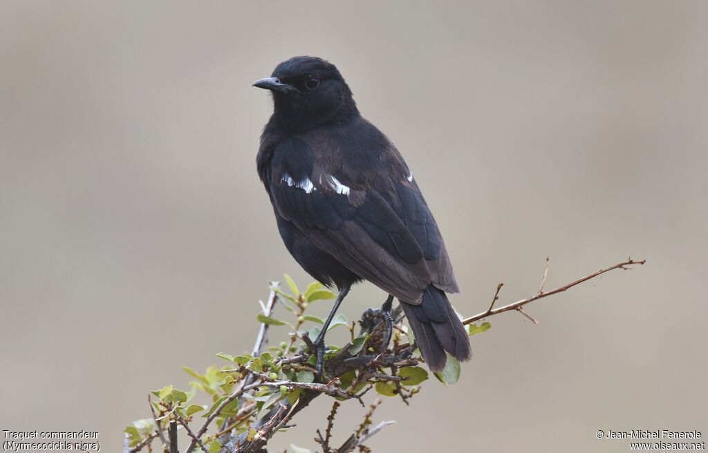 Sooty Chat