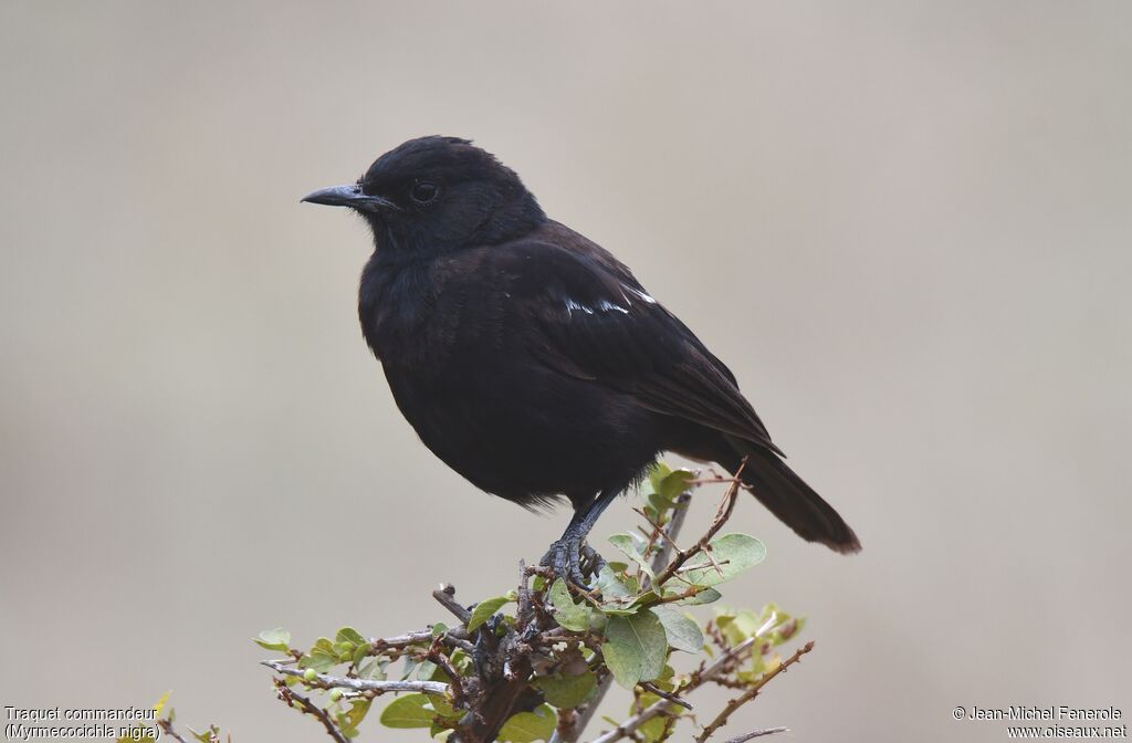 Sooty Chat