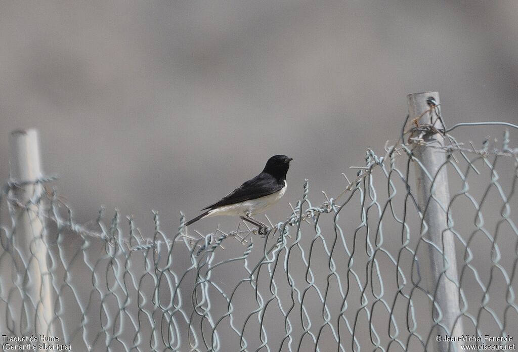 Hume's Wheatear