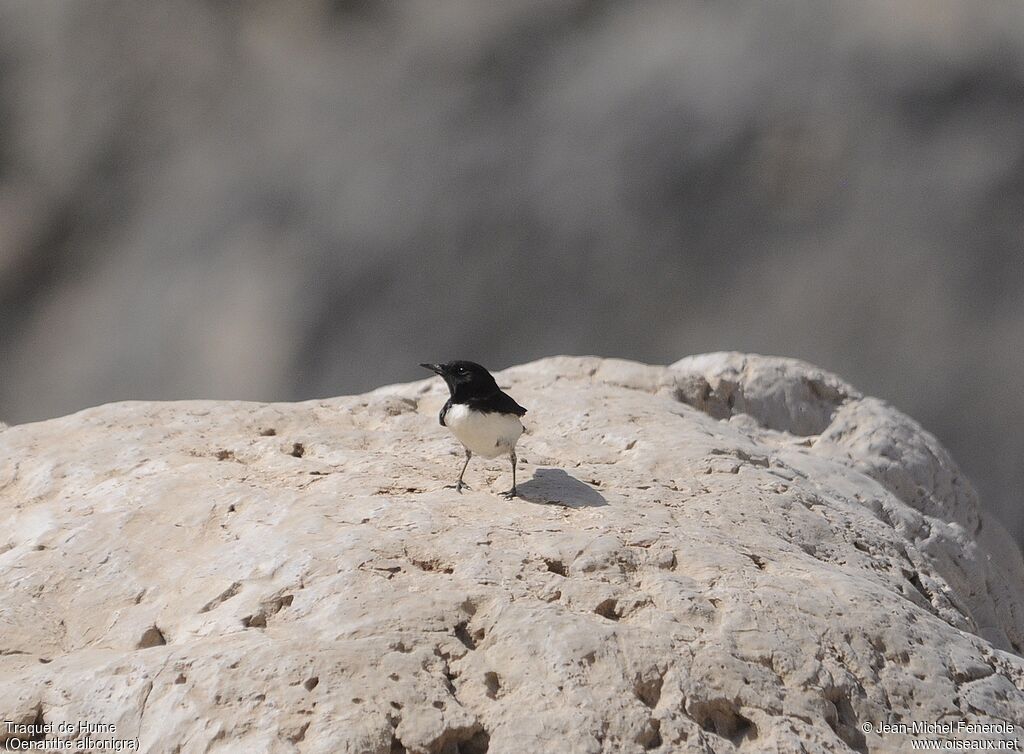 Hume's Wheatear