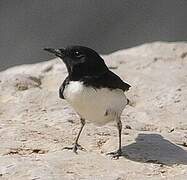 Hume's Wheatear