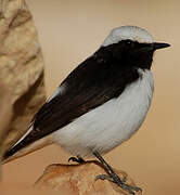 Mourning Wheatear