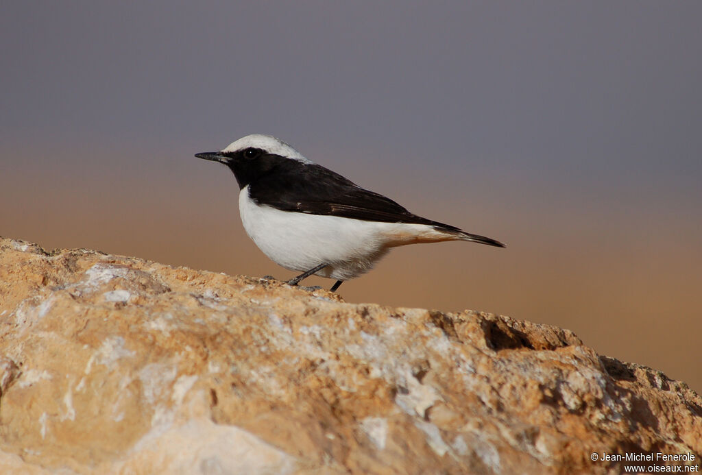 Mourning Wheatear