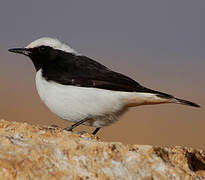 Mourning Wheatear