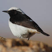 Mourning Wheatear