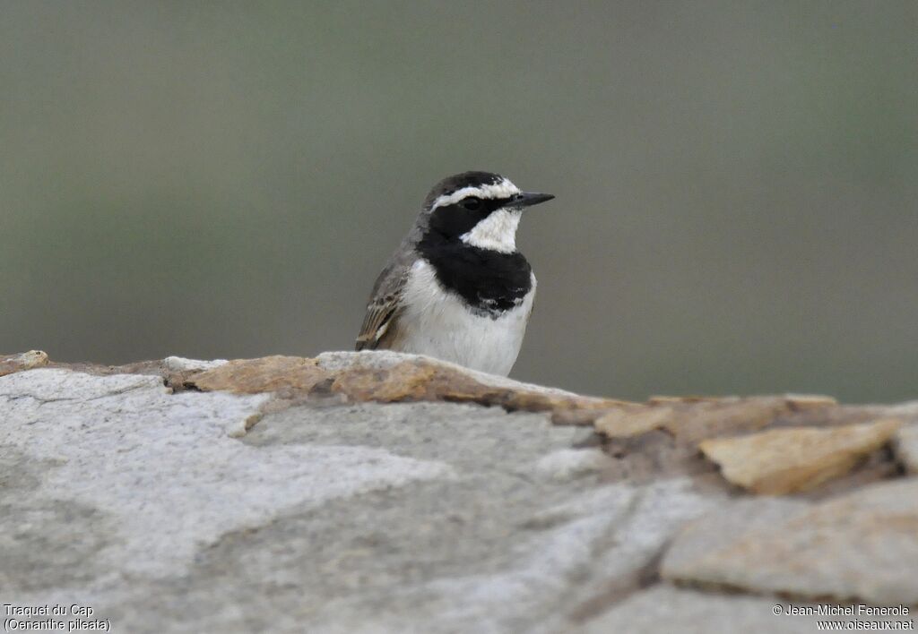 Capped Wheatear