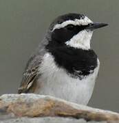 Capped Wheatear