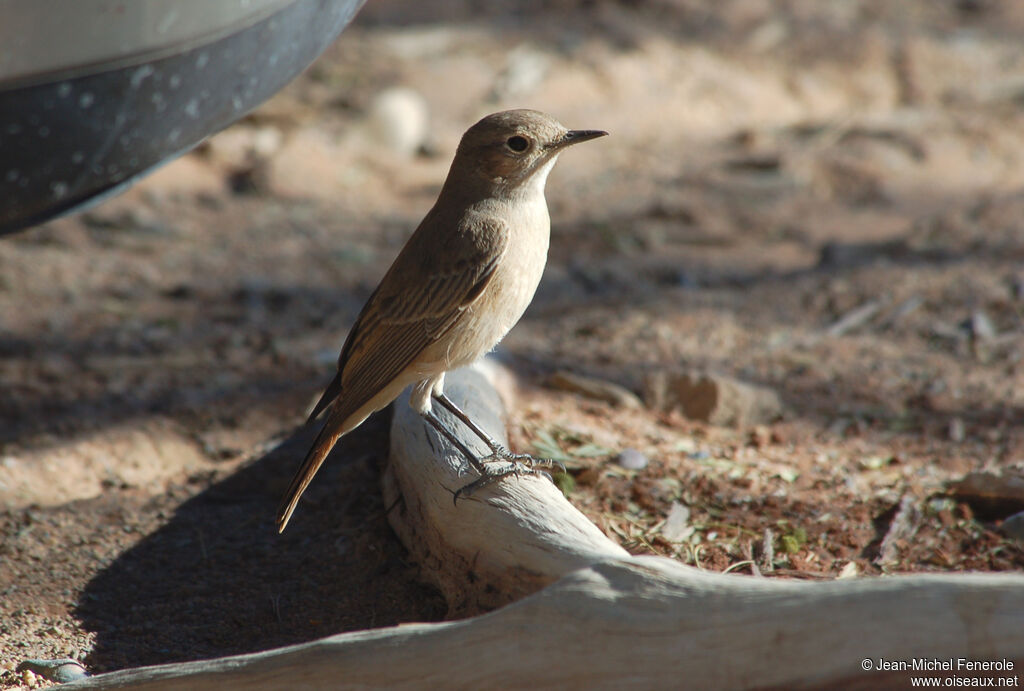 Traquet familier, identification