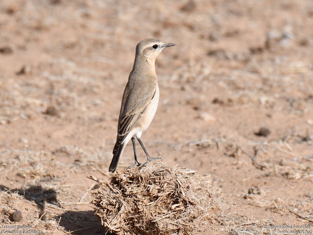 Isabelline Wheatear