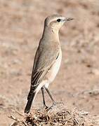 Isabelline Wheatear