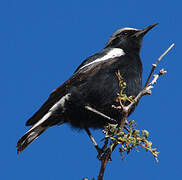 Mountain Wheatear