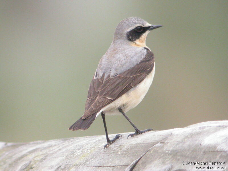 Northern Wheatear