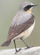 Northern Wheatear