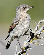 Northern Wheatear