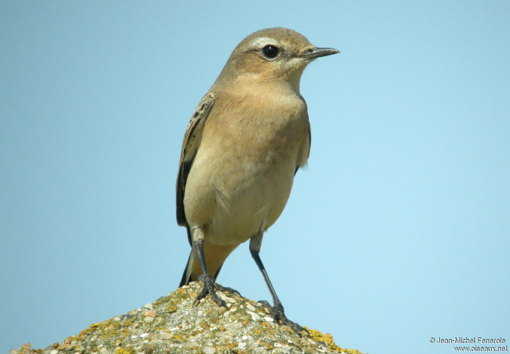 Traquet motteux, identification