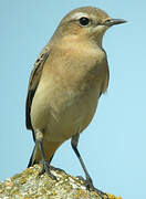 Northern Wheatear