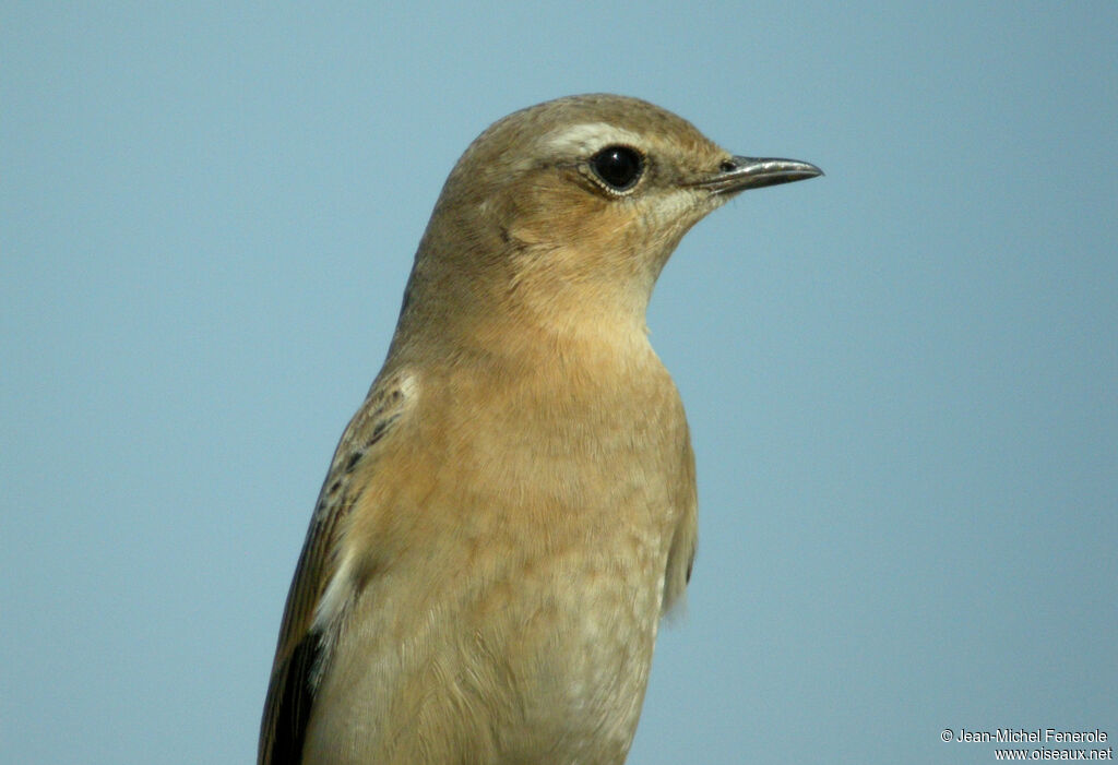 Traquet motteux, identification