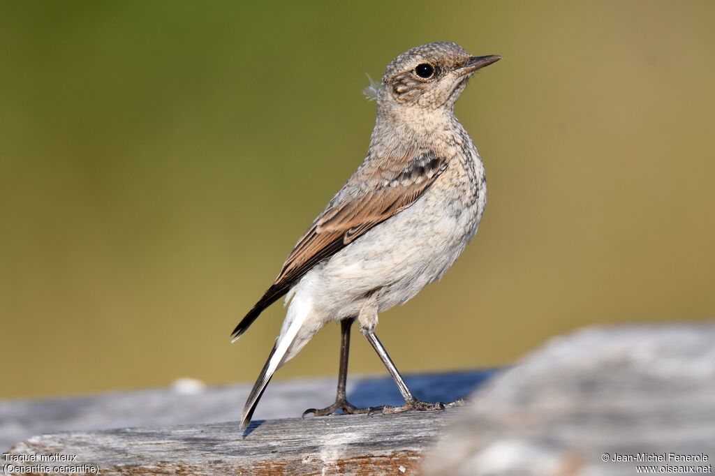 Northern Wheatear