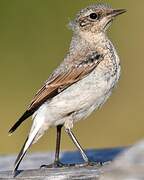 Northern Wheatear