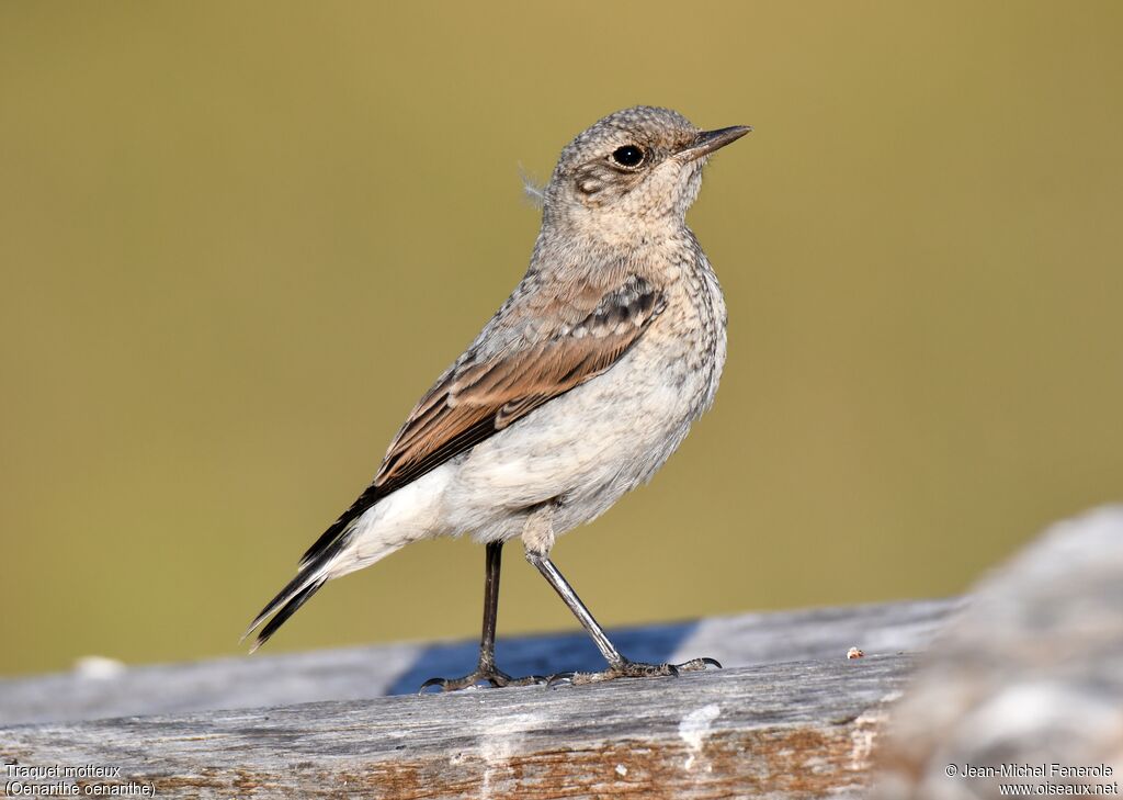 Northern Wheatearjuvenile