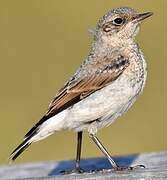 Northern Wheatear