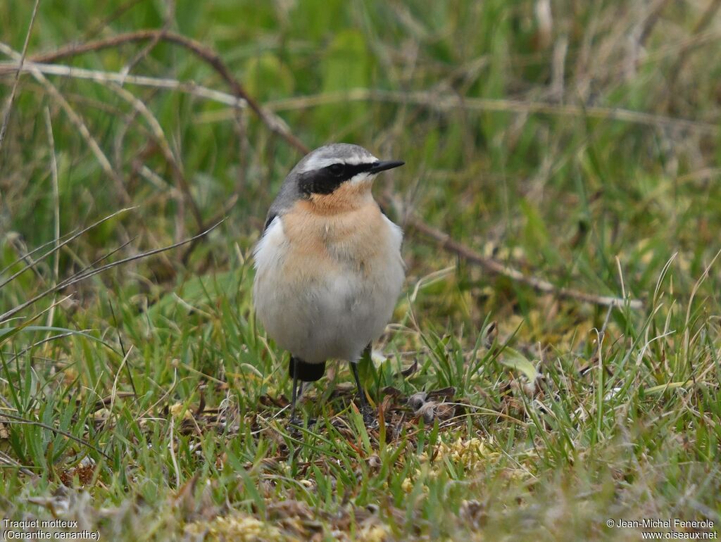 Northern Wheatear