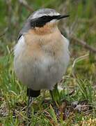 Northern Wheatear