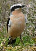 Northern Wheatear