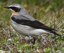 Northern Wheatear