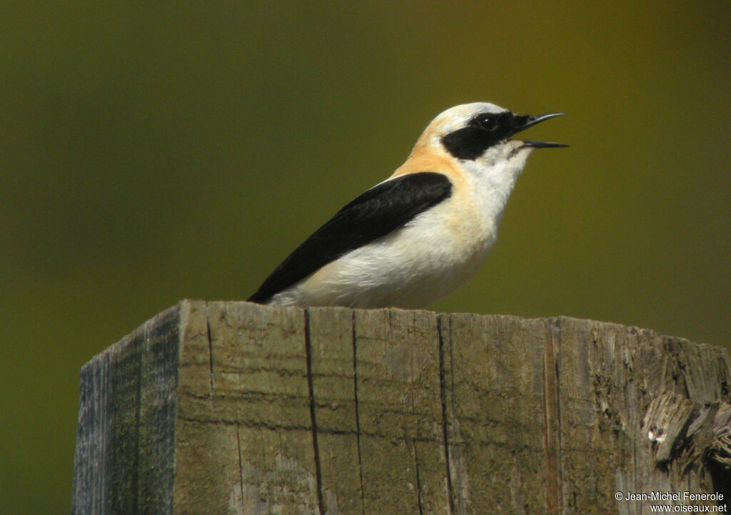 Black-eared Wheatear male adult