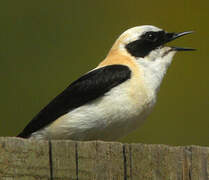 Western Black-eared Wheatear