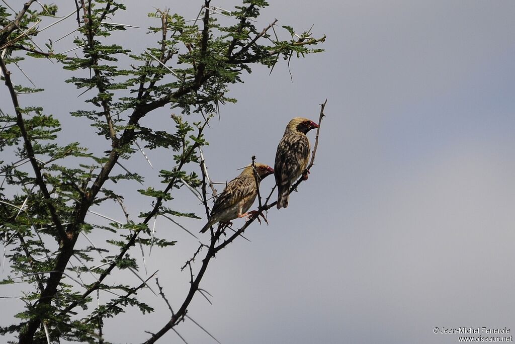 Red-billed Quelea