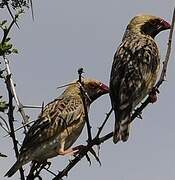 Red-billed Quelea