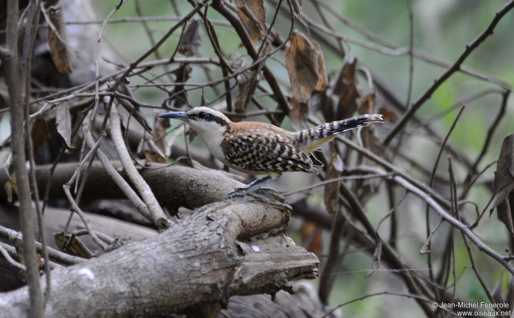 Rufous-backed Wrenadult