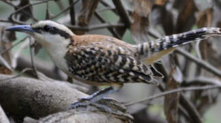 Rufous-backed Wren