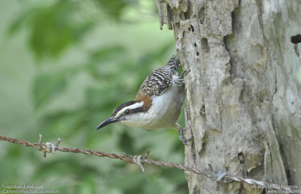 Rufous-backed Wren