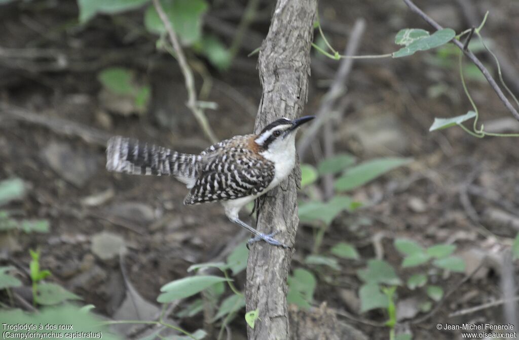 Rufous-backed Wren