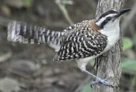 Rufous-backed Wren