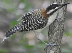 Rufous-backed Wren