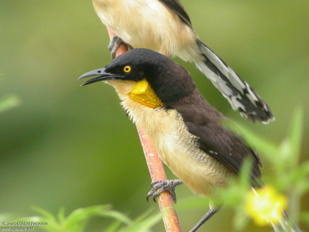 Black-capped Donacobius