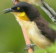 Black-capped Donacobius