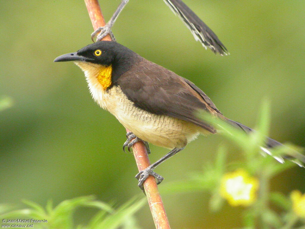 Black-capped Donacobius