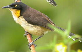 Black-capped Donacobius