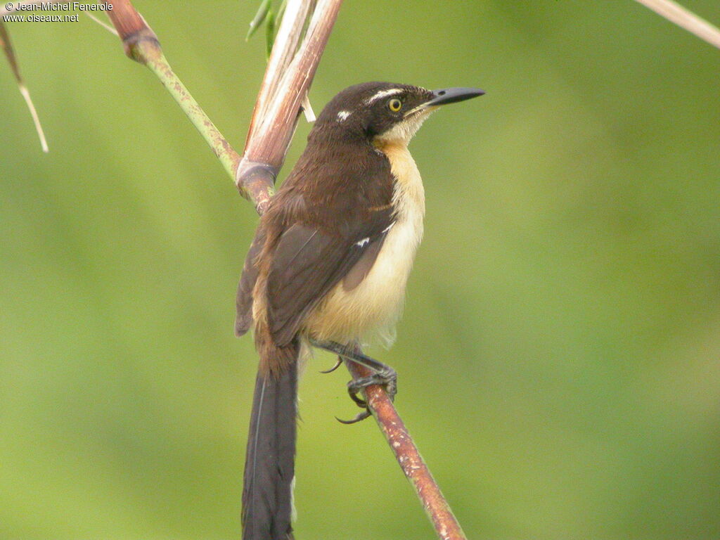 Black-capped Donacobius